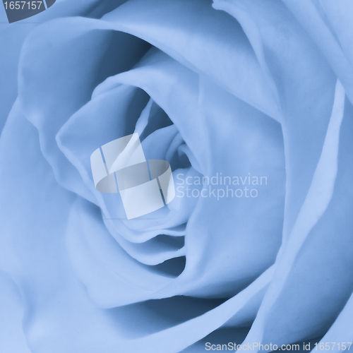Image of blue rose close up