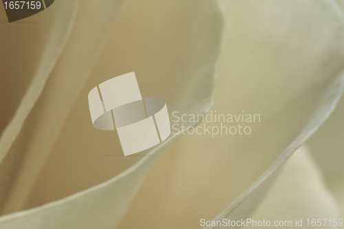 Image of white rose macro