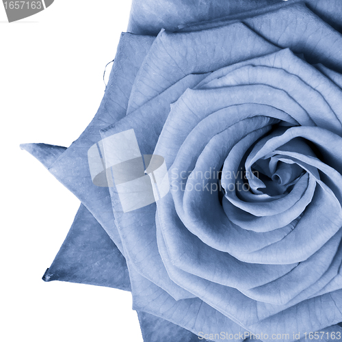 Image of blue rose