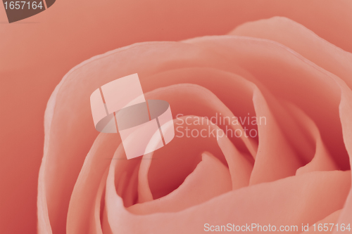 Image of pink rose macro
