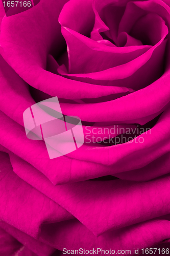 Image of pink rose