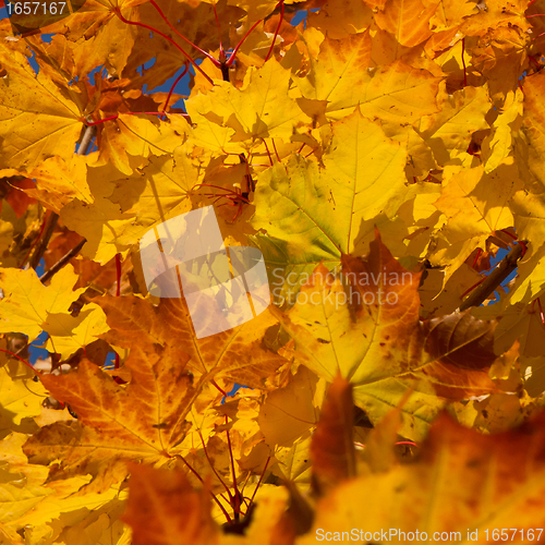Image of autumn foliage