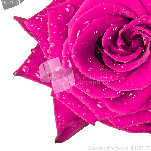 Image of pink rose