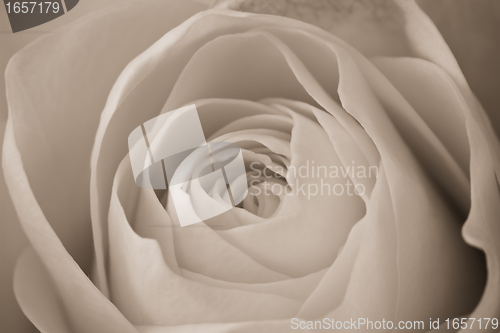 Image of white rose macro