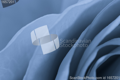 Image of blue rose macro