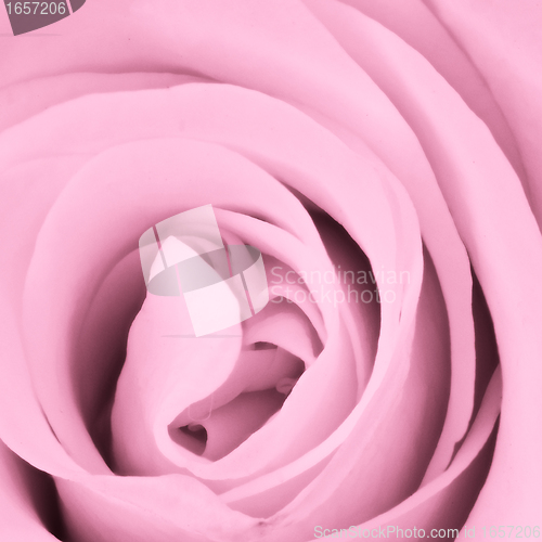 Image of pink rose close up