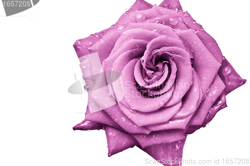 Image of pink rose