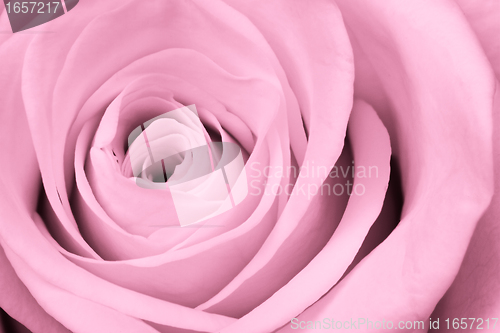 Image of pink rose close up