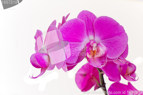 Image of pink orchid