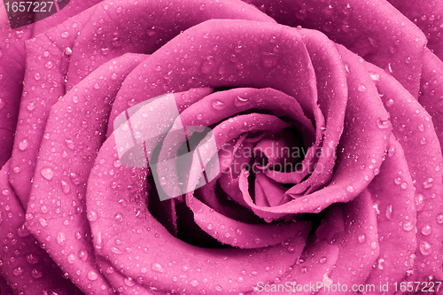 Image of pink rose