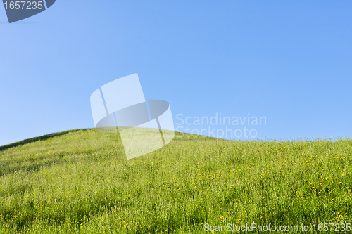 Image of green field