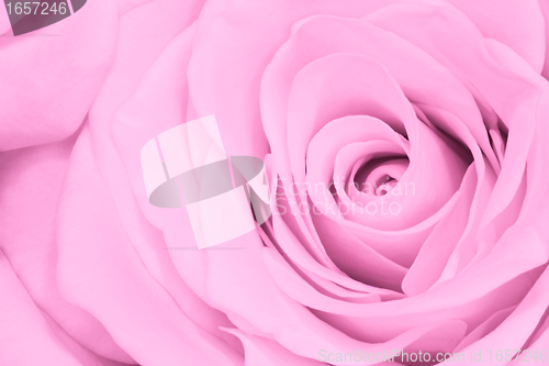 Image of pink rose close up