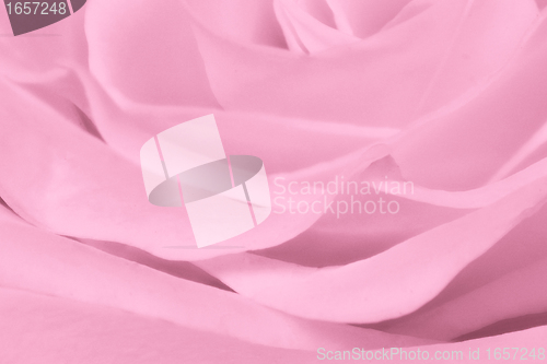 Image of pink rose close up