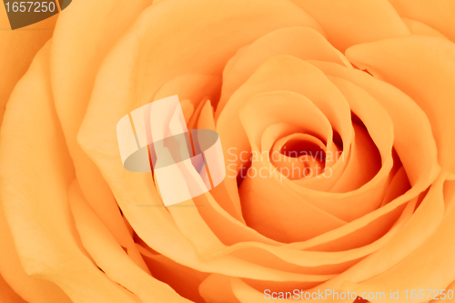 Image of orange rose close up
