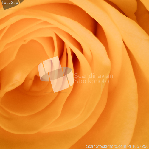 Image of orange rose close up
