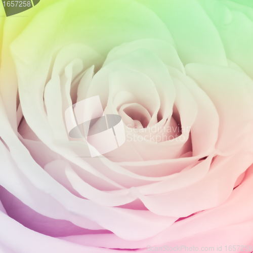 Image of multicolor rose