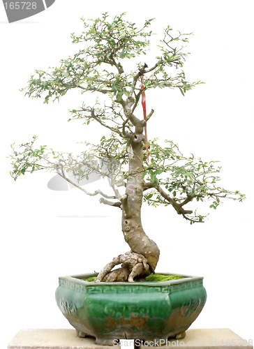 Image of Bonsai