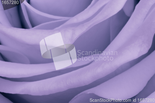 Image of violet rose close up