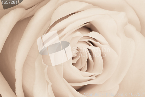 Image of white rose close up