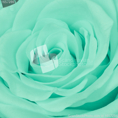 Image of green rose close up