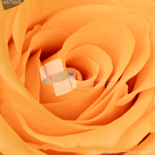 Image of orange rose close up