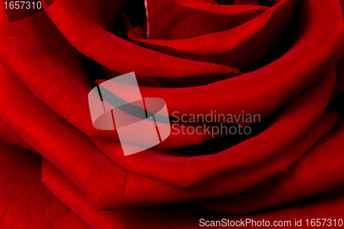 Image of red rose