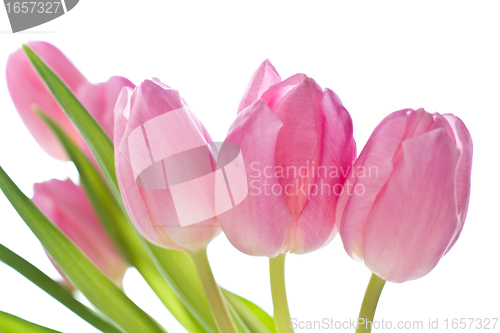 Image of pink tulips