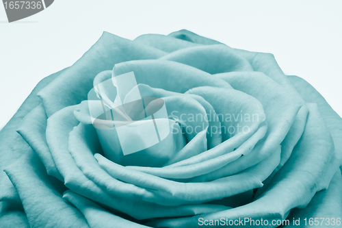 Image of rose petals