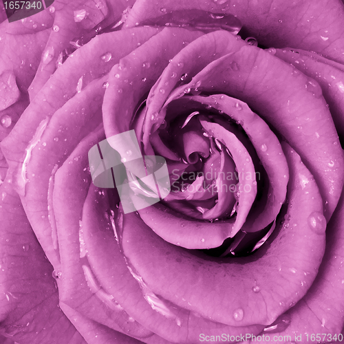 Image of pink rose