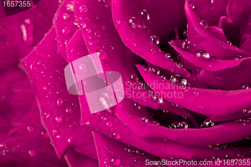 Image of pink rose