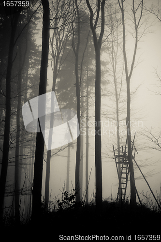 Image of misty forest