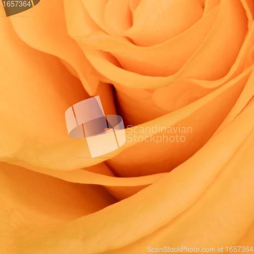 Image of orange rose close up