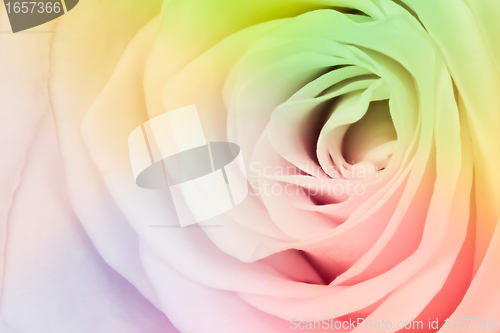 Image of multicolor rose