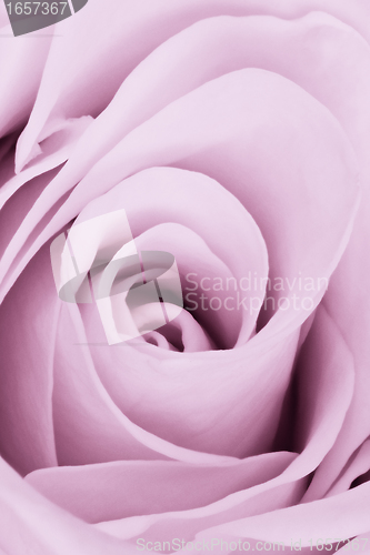 Image of violet rose close up