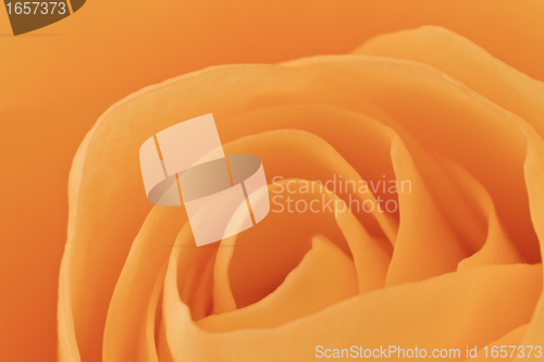 Image of orange rose macro