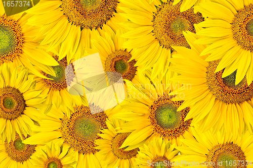 Image of sunflower background