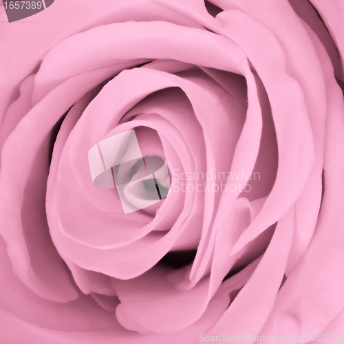 Image of pink rose close up