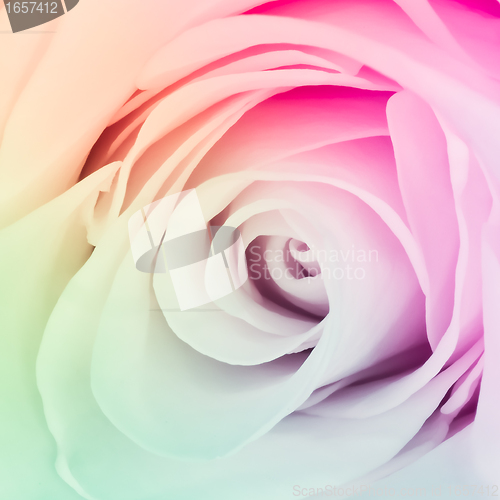 Image of multicolor rose