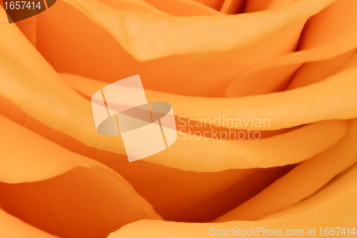 Image of orange rose close up