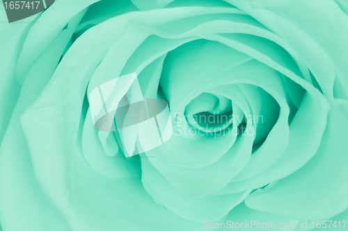 Image of green rose close up
