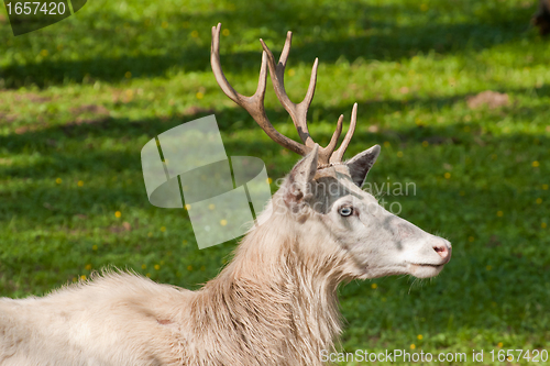 Image of albino deer