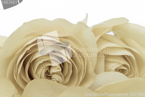 Image of white rose macro
