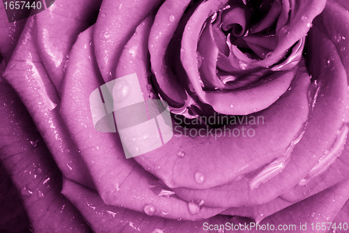 Image of pink rose