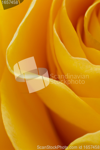 Image of yellow rose macro