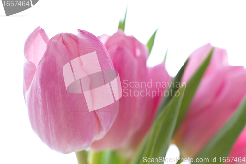 Image of pink tulips