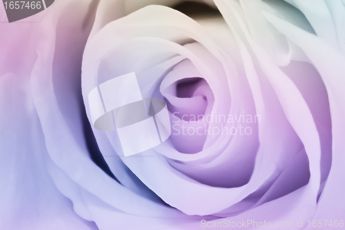 Image of multicolor rose