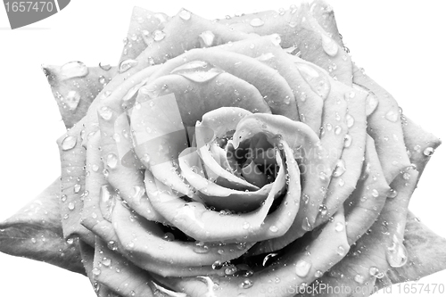 Image of white rose