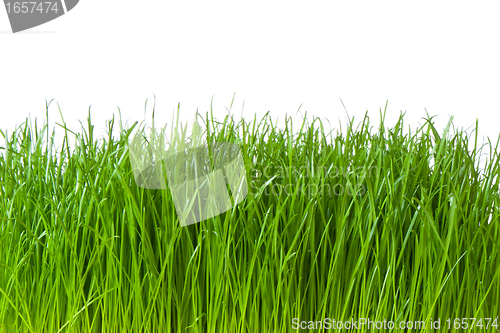 Image of green grass