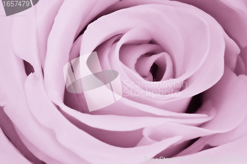 Image of violet rose close up
