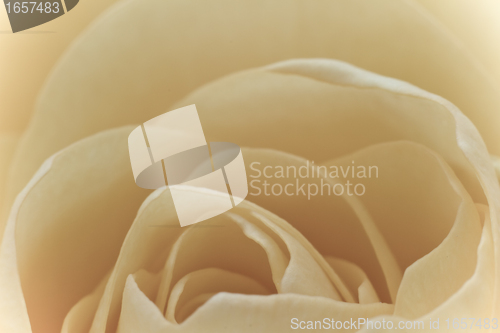 Image of white rose macro